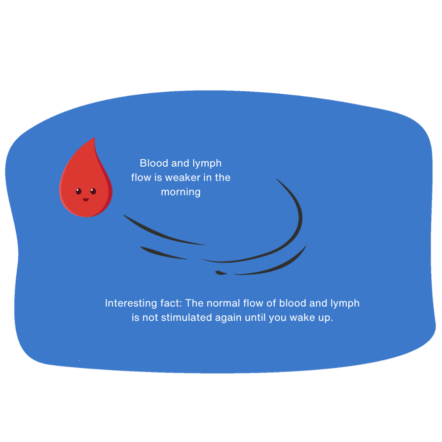 blood and lymph flow